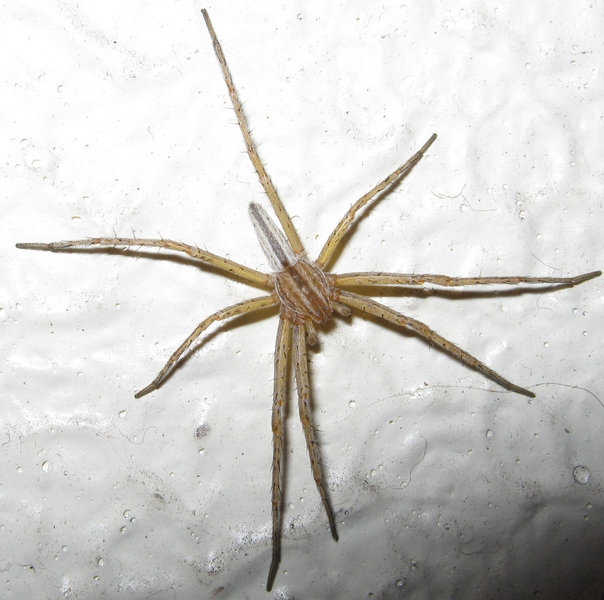 Tibellus sp.